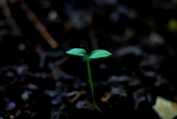 bloom