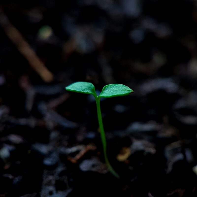 bloom