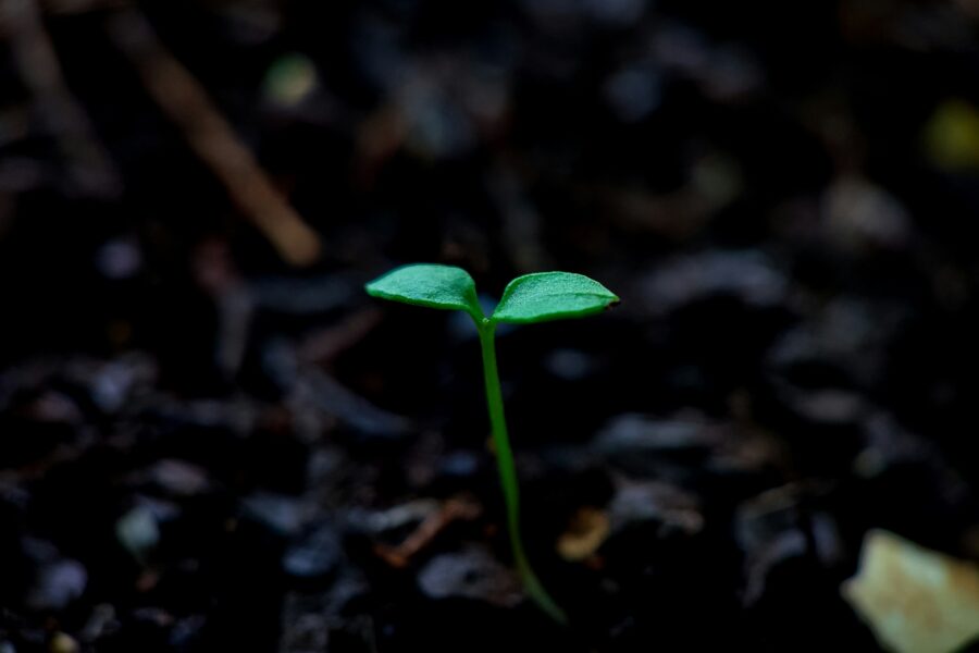 bloom
