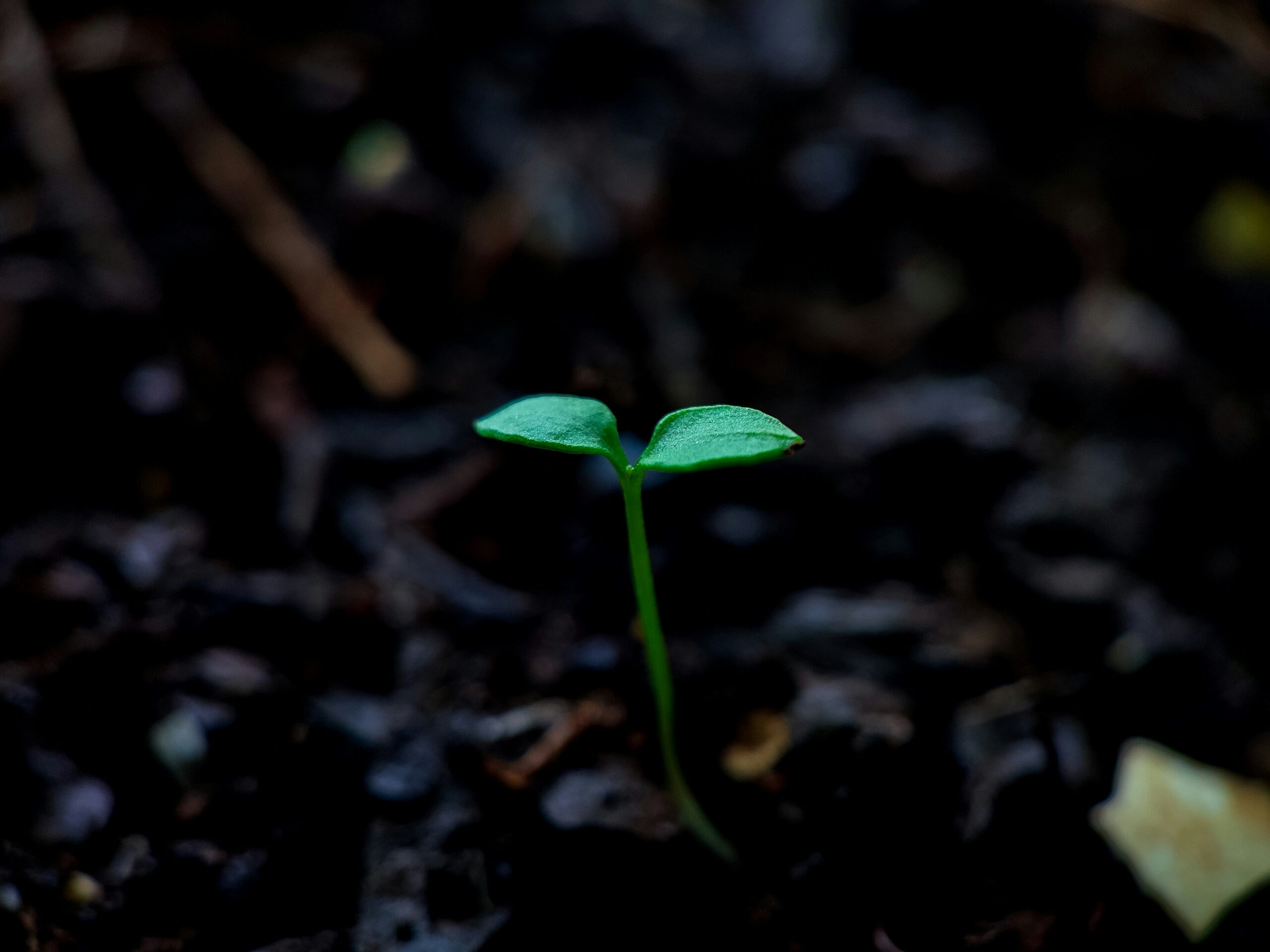 bloom